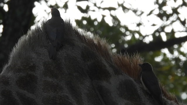 Red-billed Oxpecker - ML633487767
