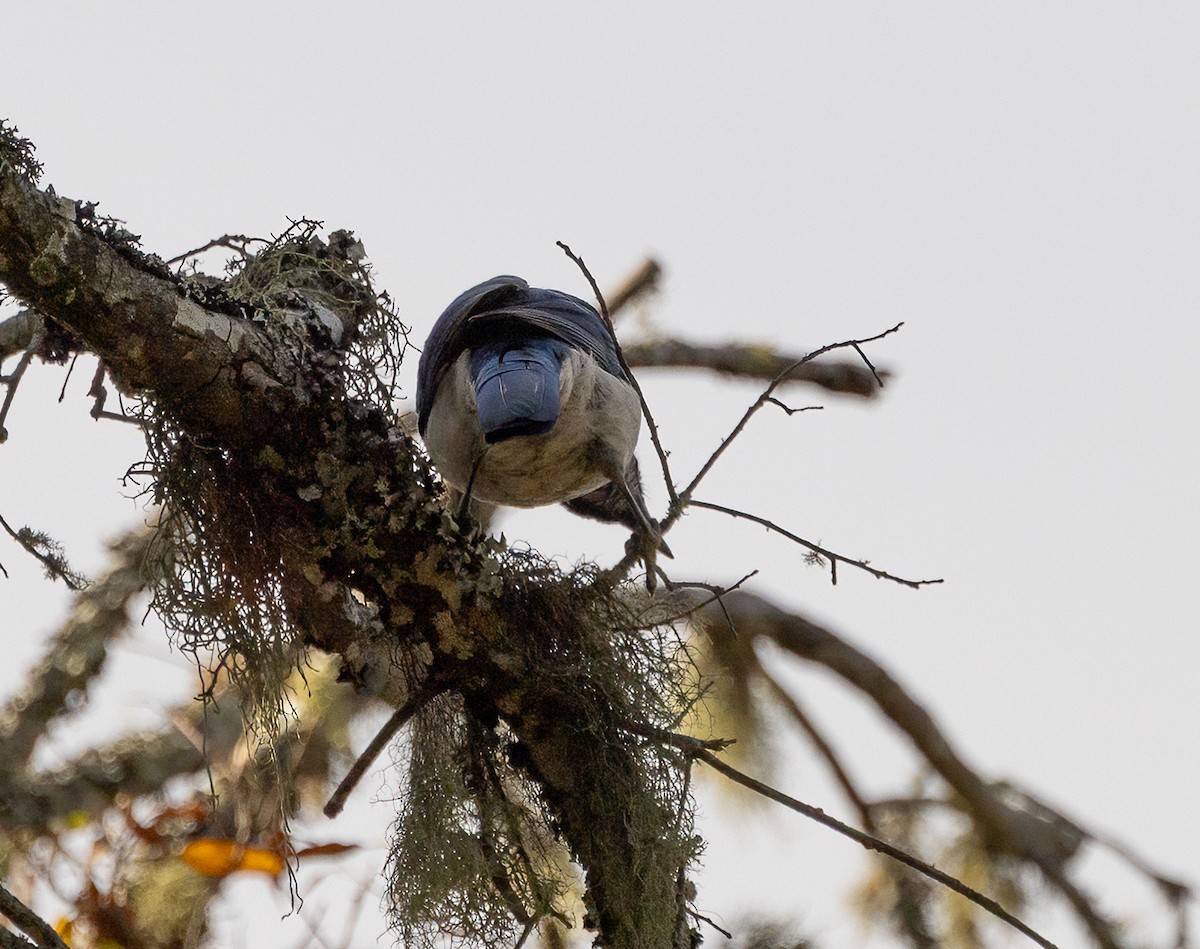 Woodhouse's Scrub-Jay - ML633487887