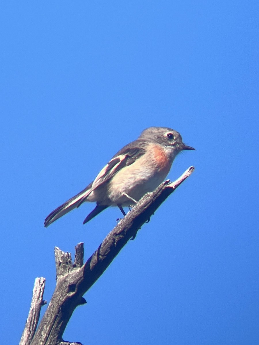 Scarlet Robin (Scarlet) - ML633488011