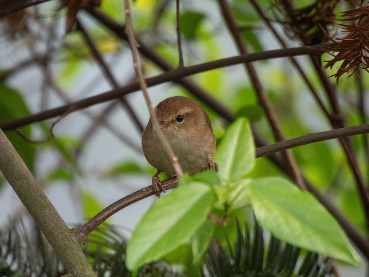 Brownish-flanked Bush Warbler - ML633488055