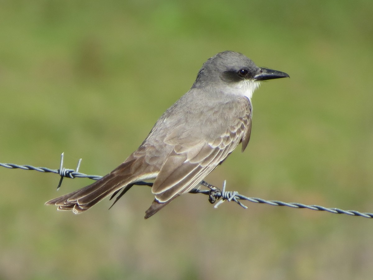 Gray Kingbird - ML633488150