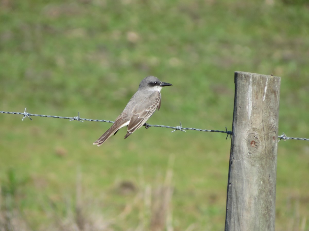 Gray Kingbird - ML633488151