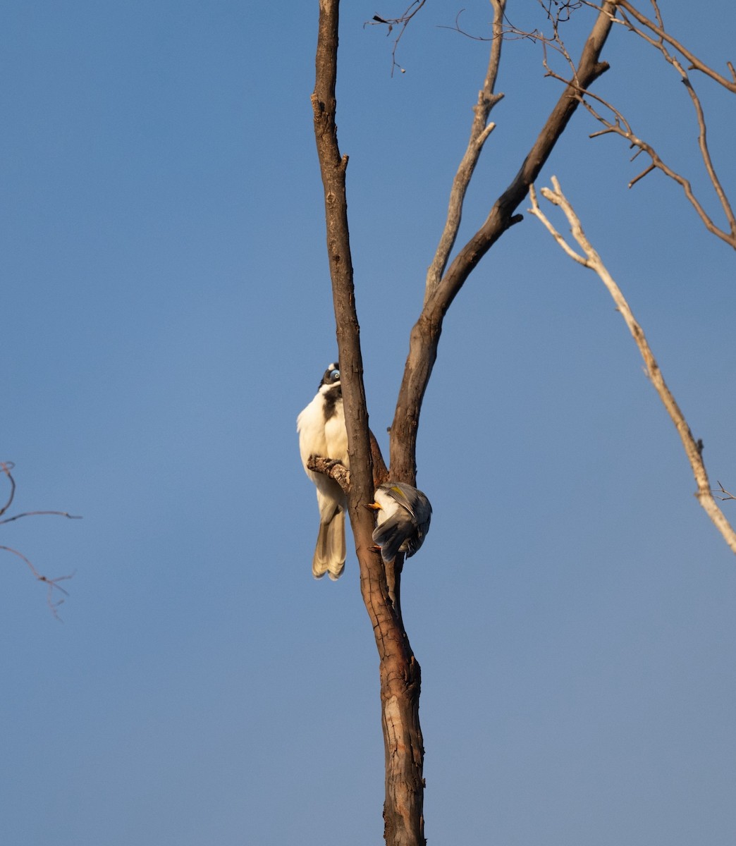 Blue-faced Honeyeater - ML633488153