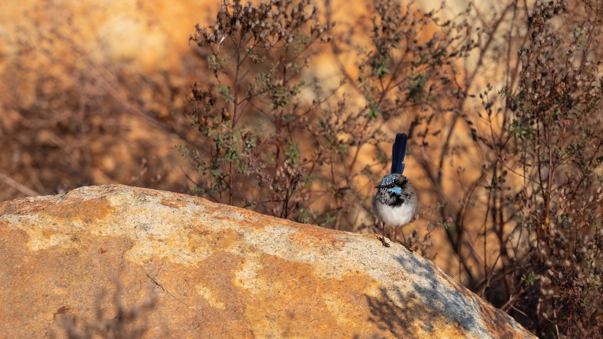 Superb Fairywren - ML633488156