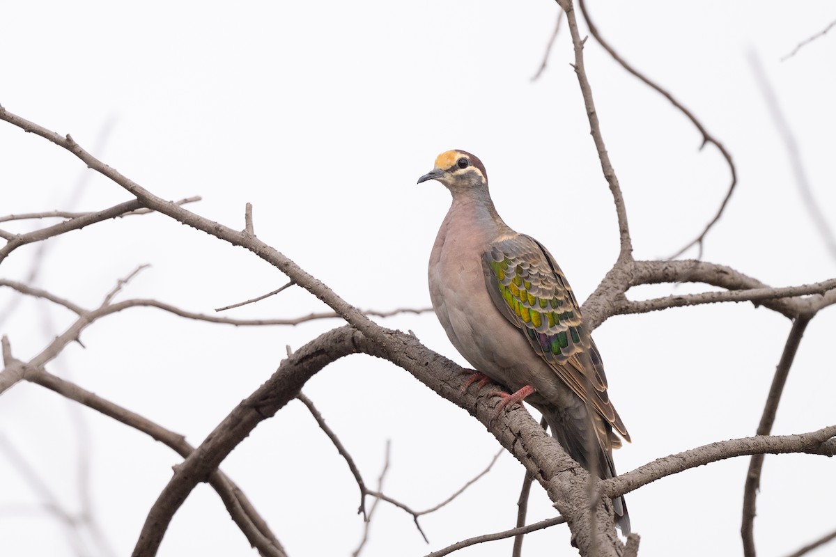 Common Bronzewing - ML633488186