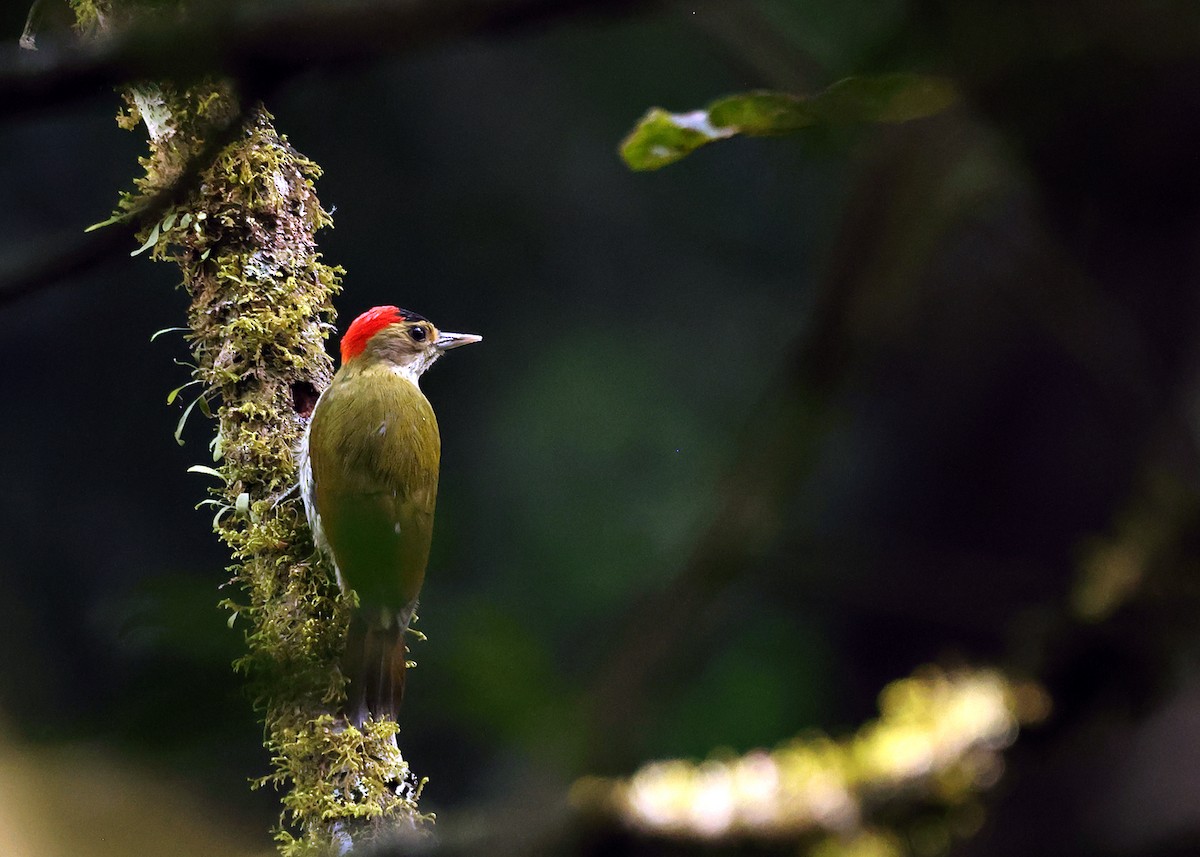 Elliot's Woodpecker - ML633488267