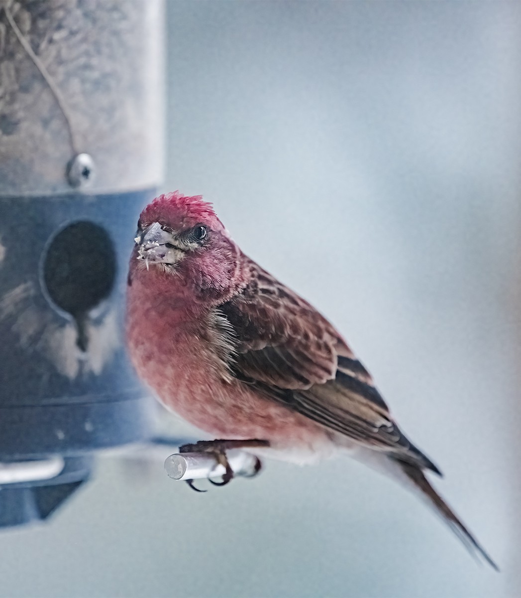Purple Finch - ML633488406