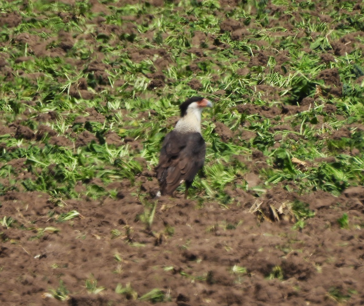 ミナミカラカラ - ML633488482