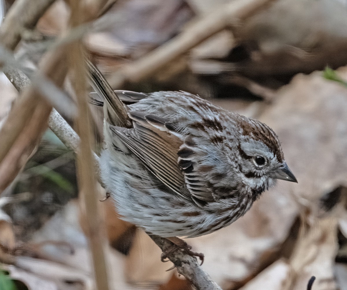 Song Sparrow - ML633488505
