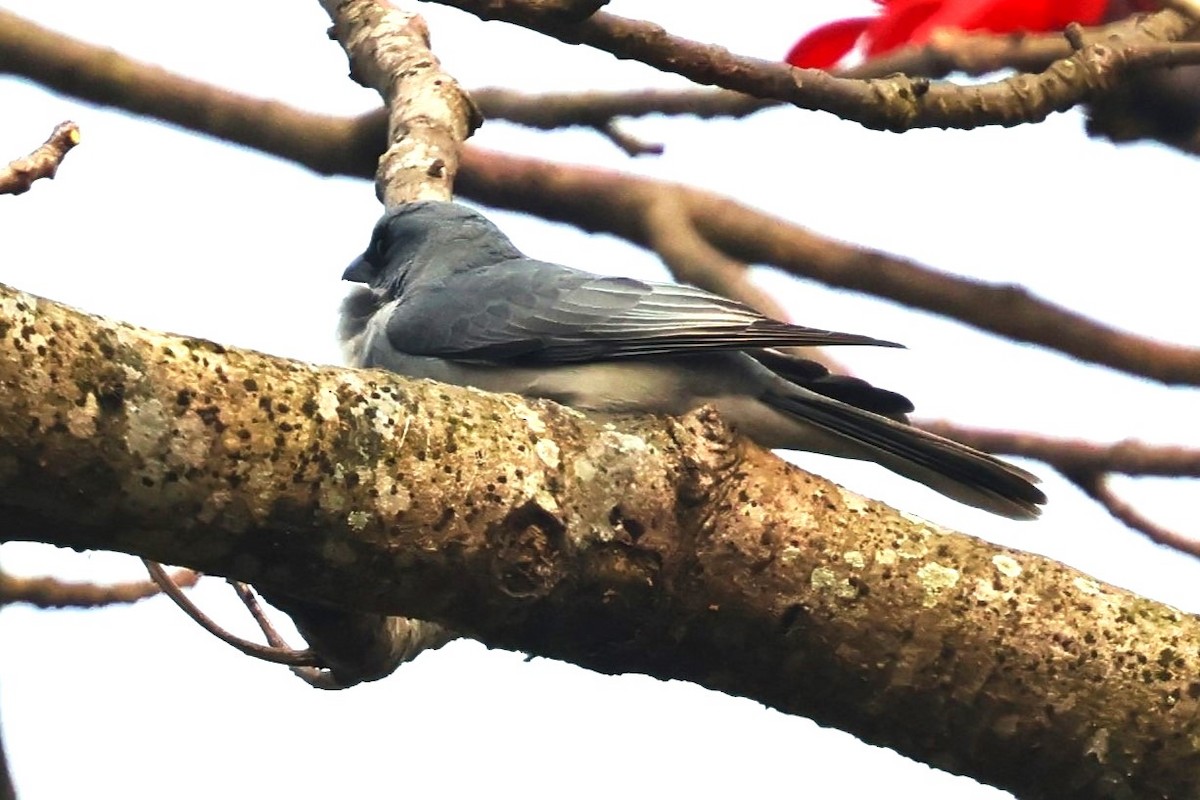 Oriental Cuckooshrike (Oriental) - ML633488538