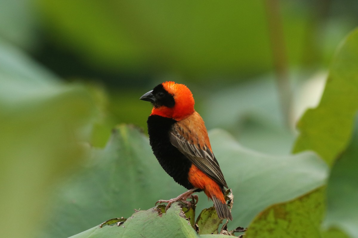 Southern Red Bishop - ML633488573