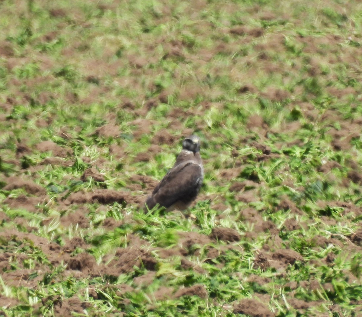 アレチノスリ - ML633488645