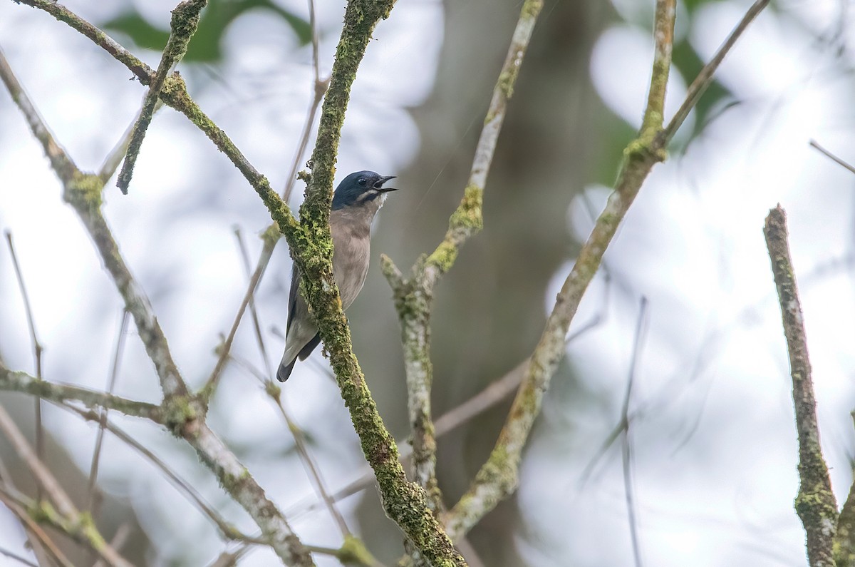 Whiskered Flowerpecker - ML633488951