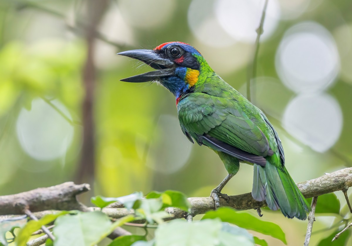 Red-crowned Barbet - ML633489071