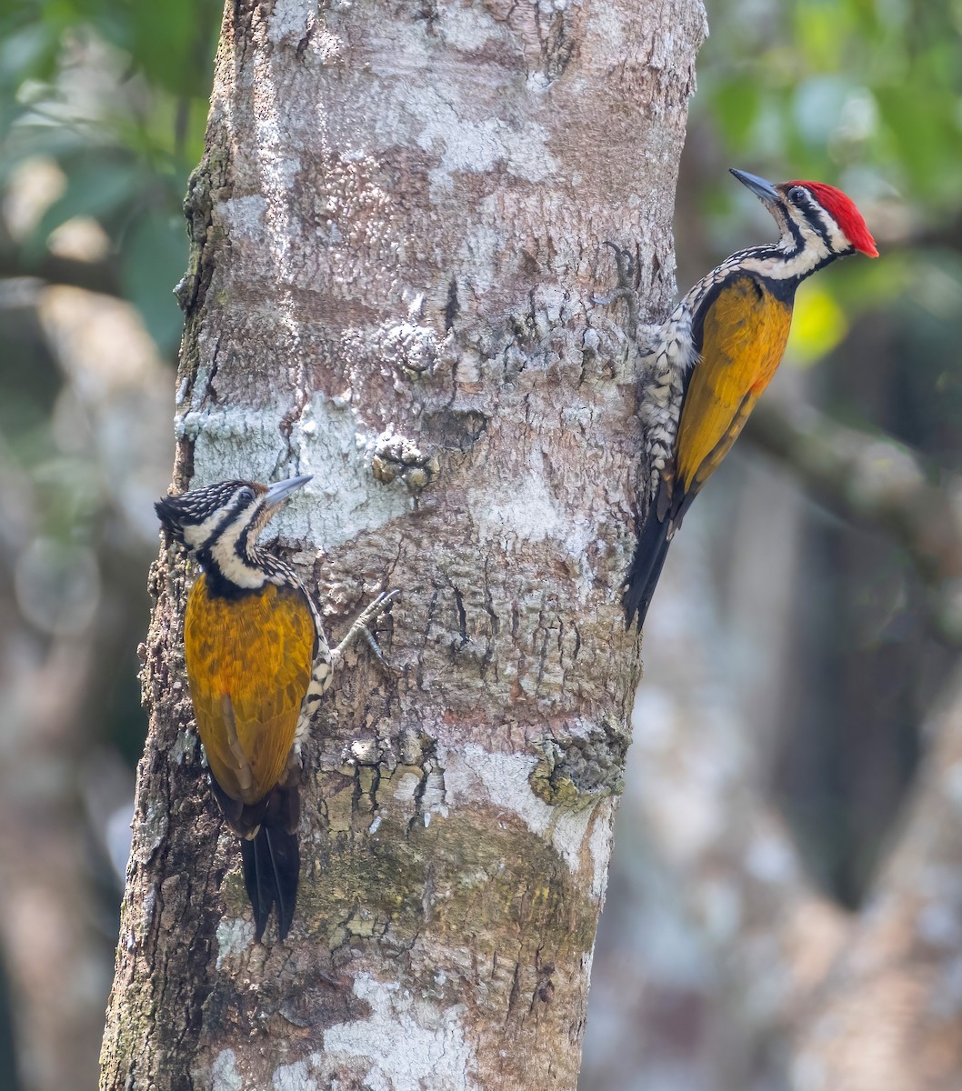 Common Flameback - ML633489072