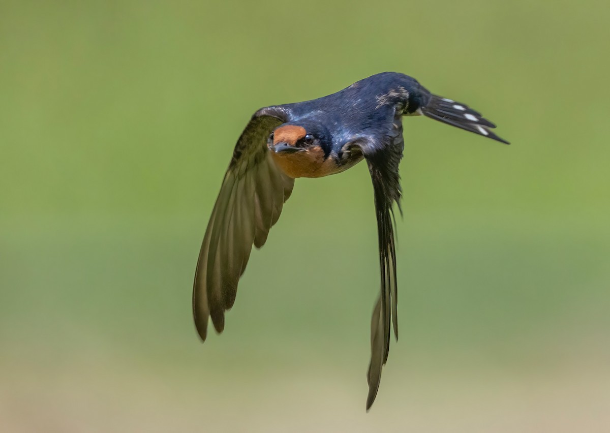 Pacific Swallow - ML633489075