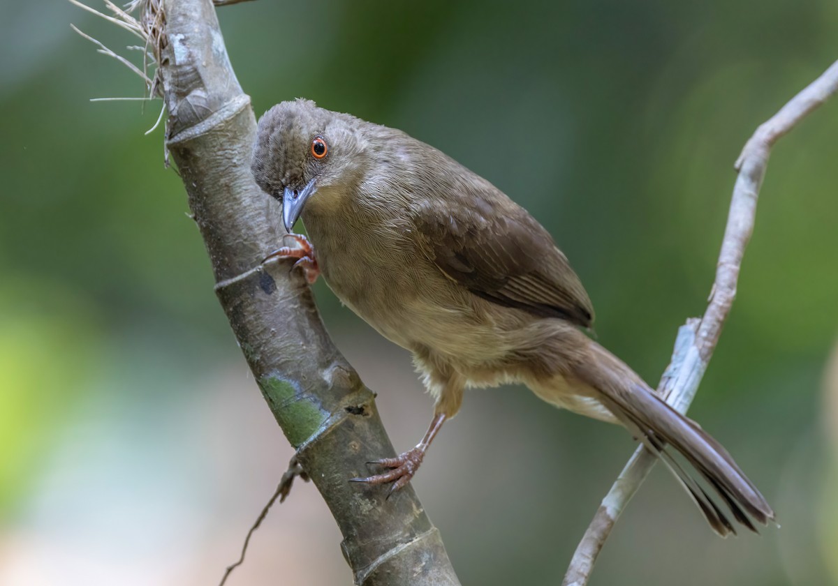 Red-eyed Bulbul - ML633489081