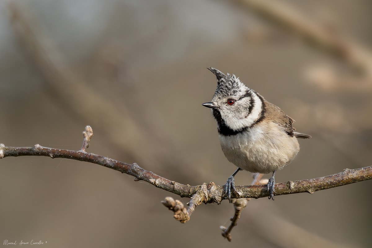 Crested Tit - ML633489088