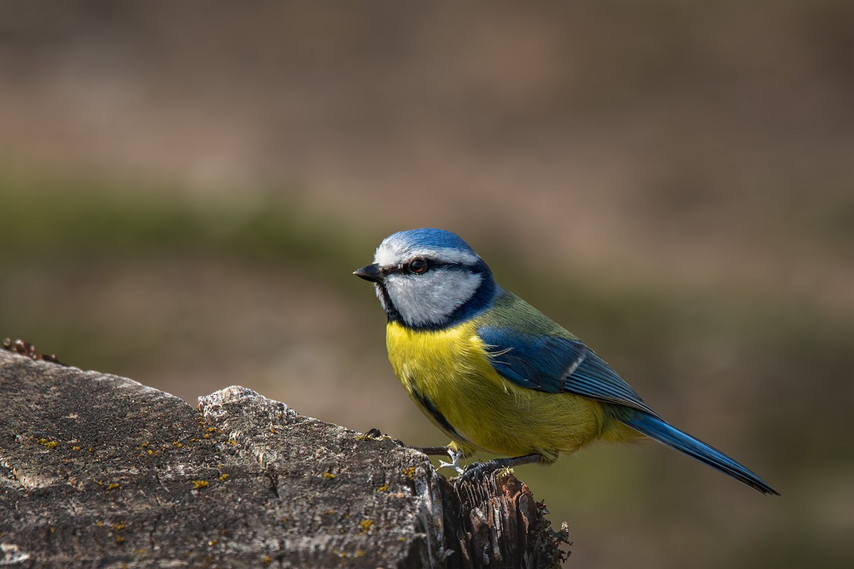 Eurasian Blue Tit - ML633489098