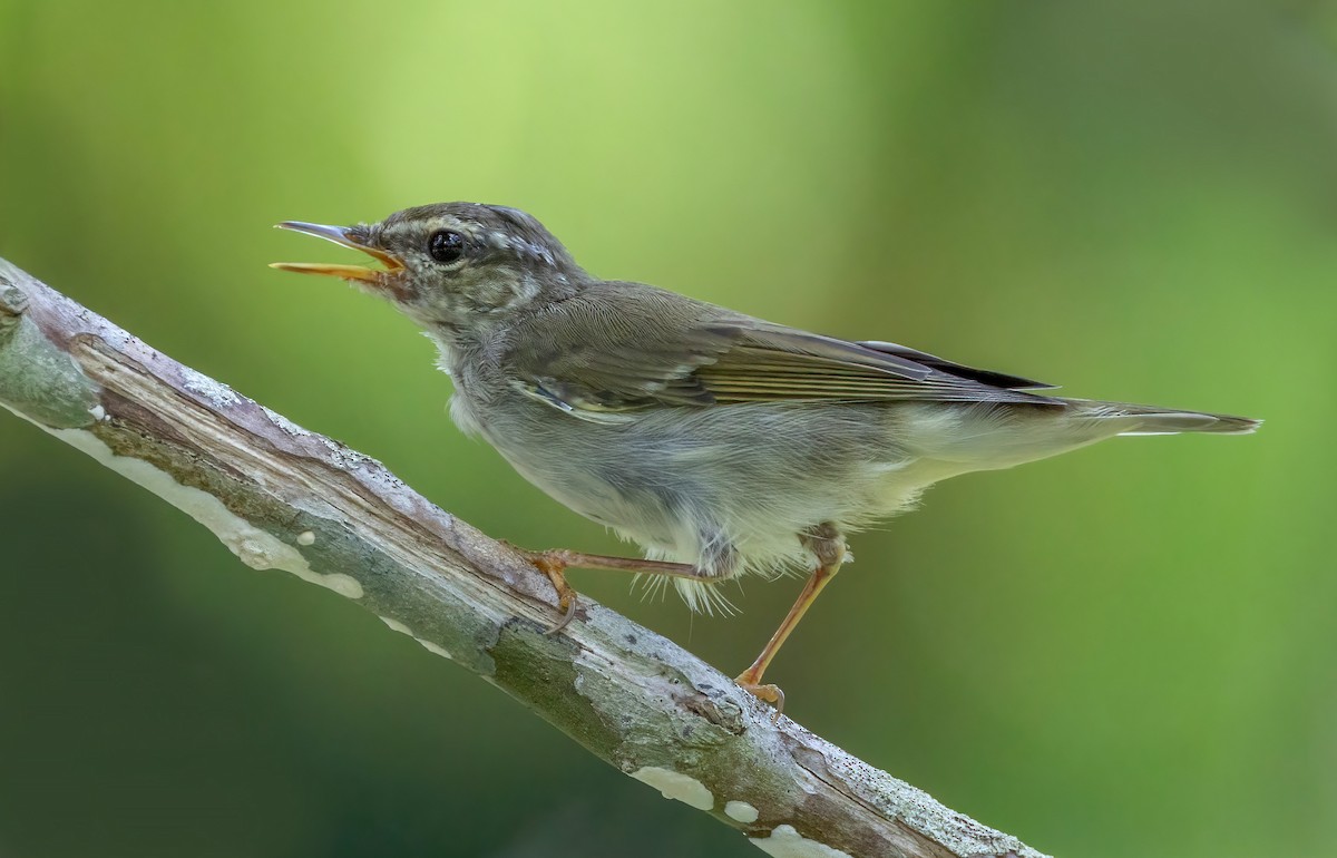 Arctic Warbler - ML633489099