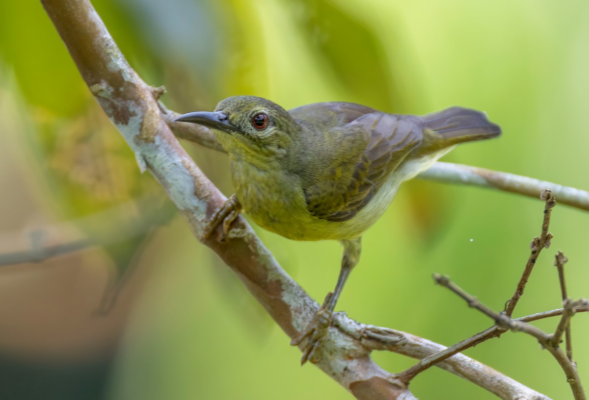 Brown-throated Sunbird - ML633489101