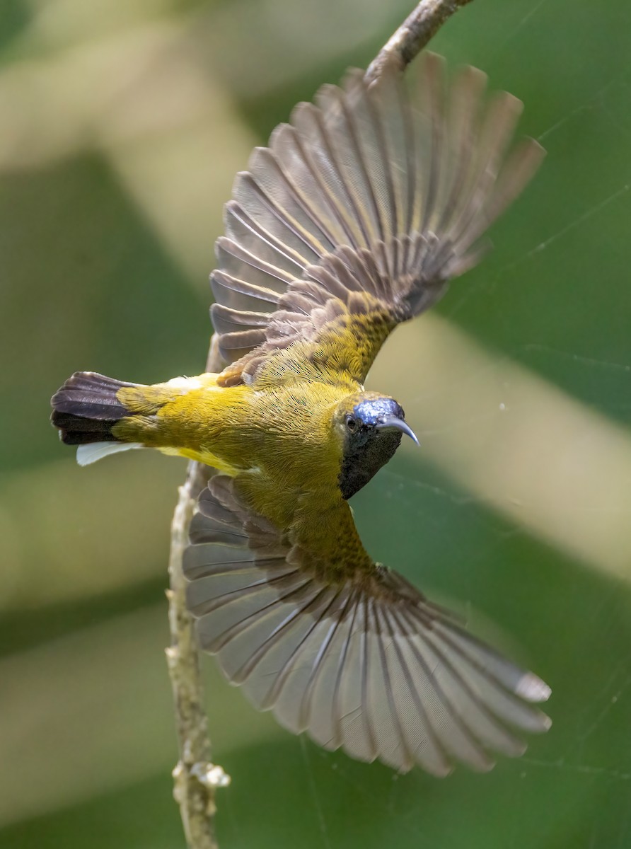 Ornate Sunbird - ML633489112