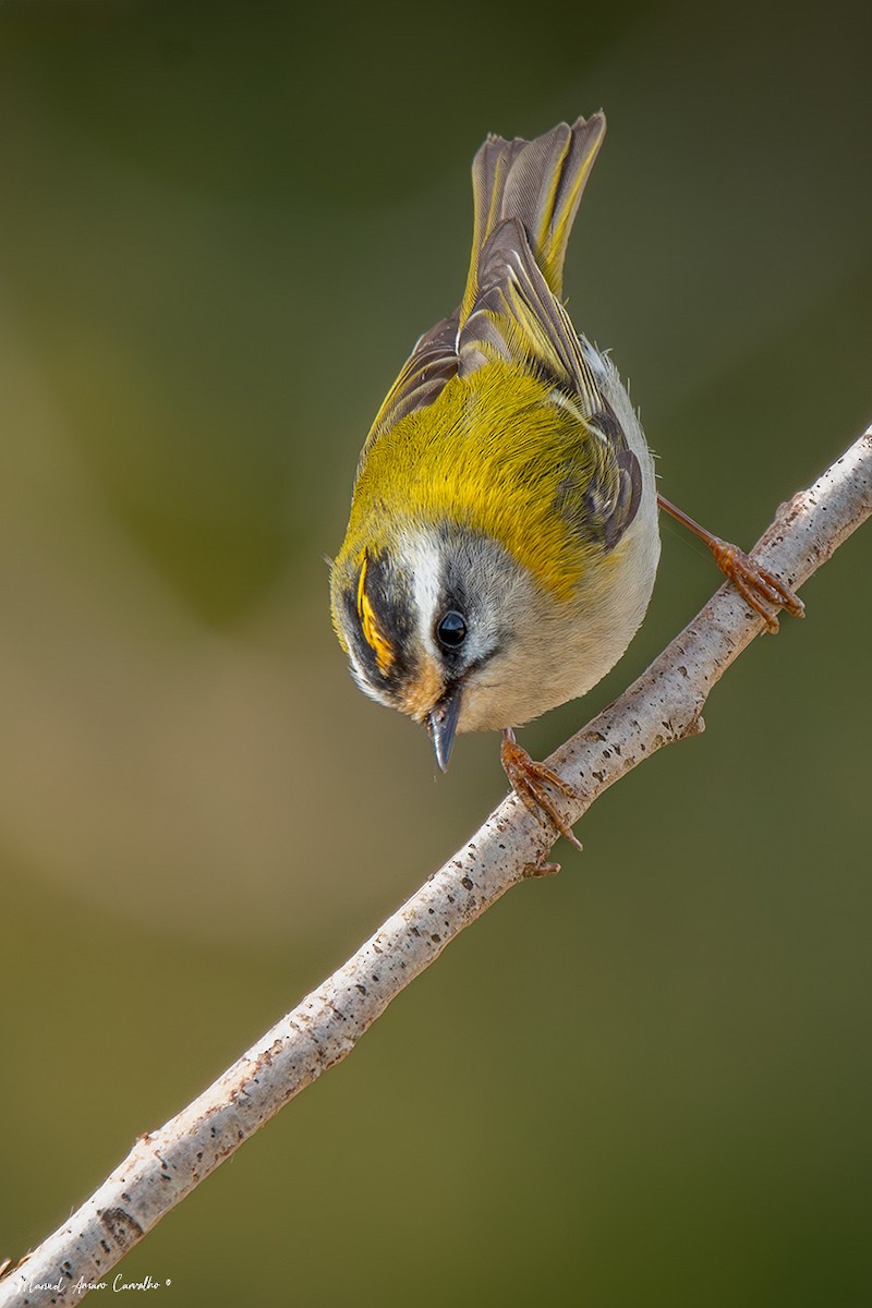 Common Firecrest - ML633489133