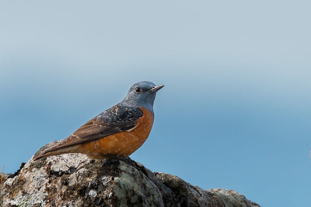 Rufous-tailed Rock-Thrush - ML633489146