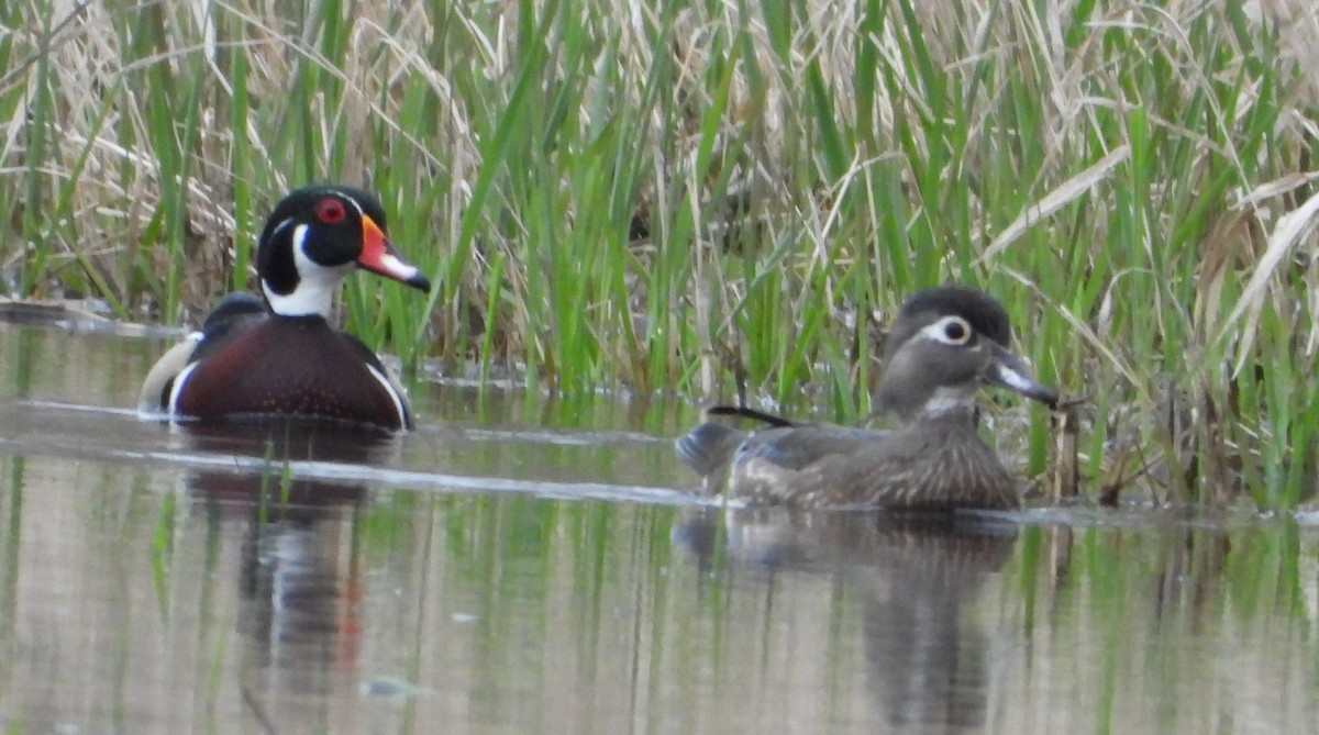 Wood Duck - ML633489292