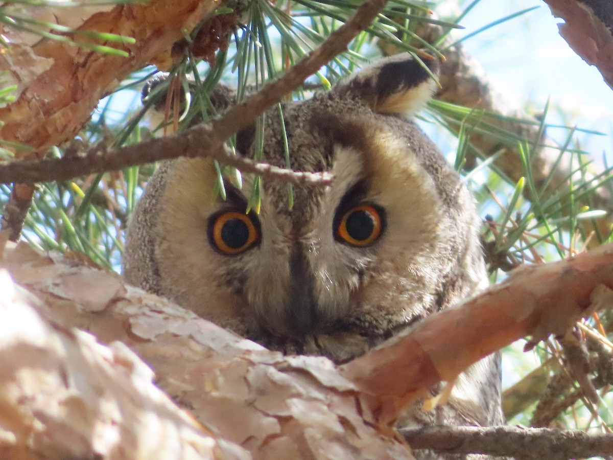 Long-eared Owl - Kseniia Marianna Prondzynska