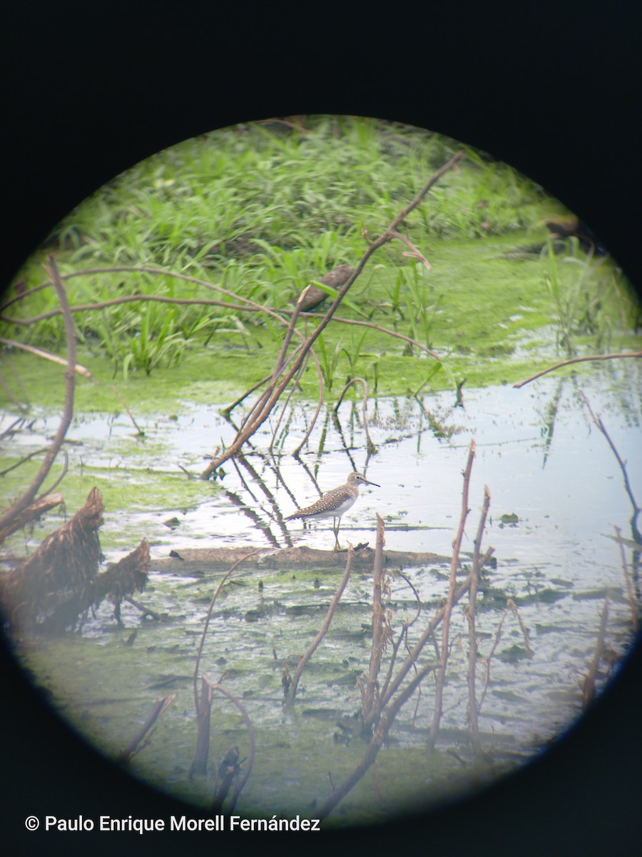 eremittsnipe - ML633489519