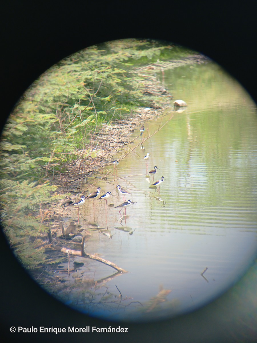 svartkronestylteløper - ML633489539