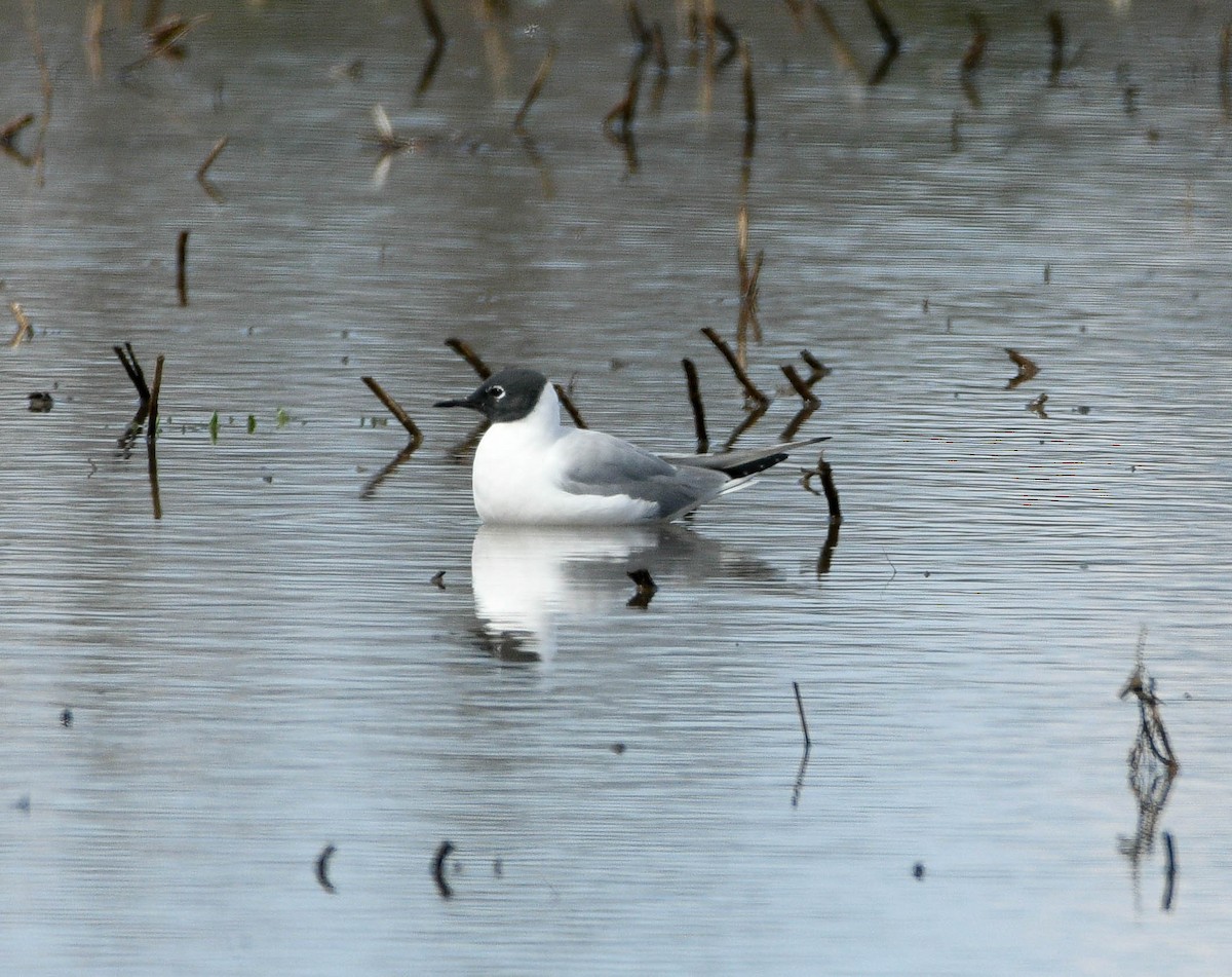 Bonaparte's Gull - ML633489594