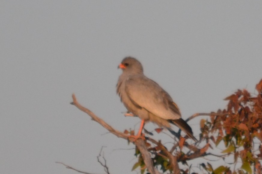 Pale Chanting-Goshawk - ML633489663