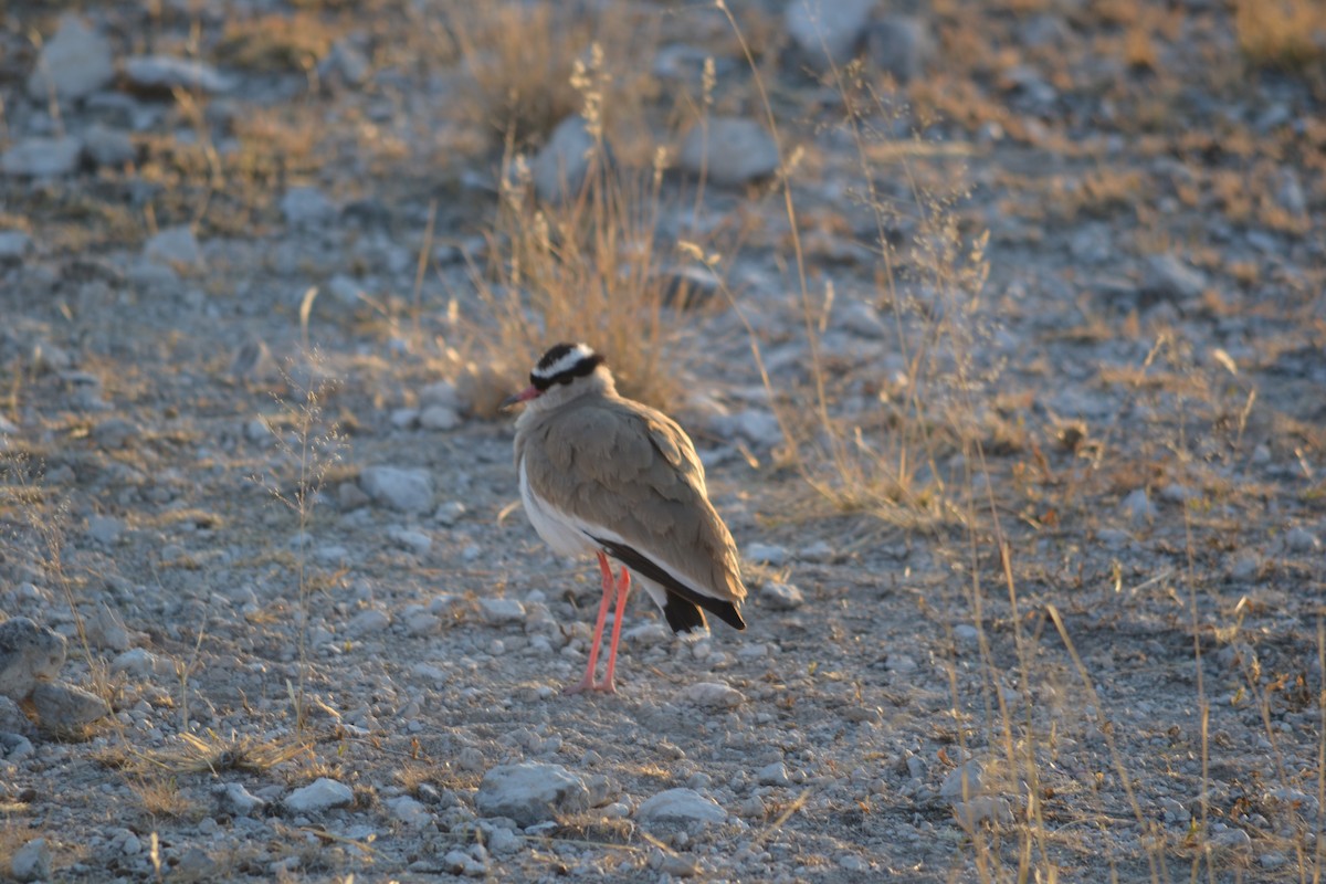 Crowned Lapwing - ML633489687