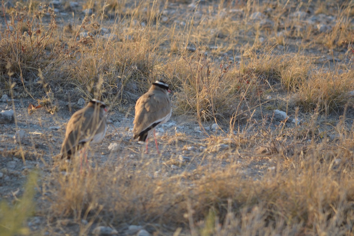 Crowned Lapwing - ML633489688