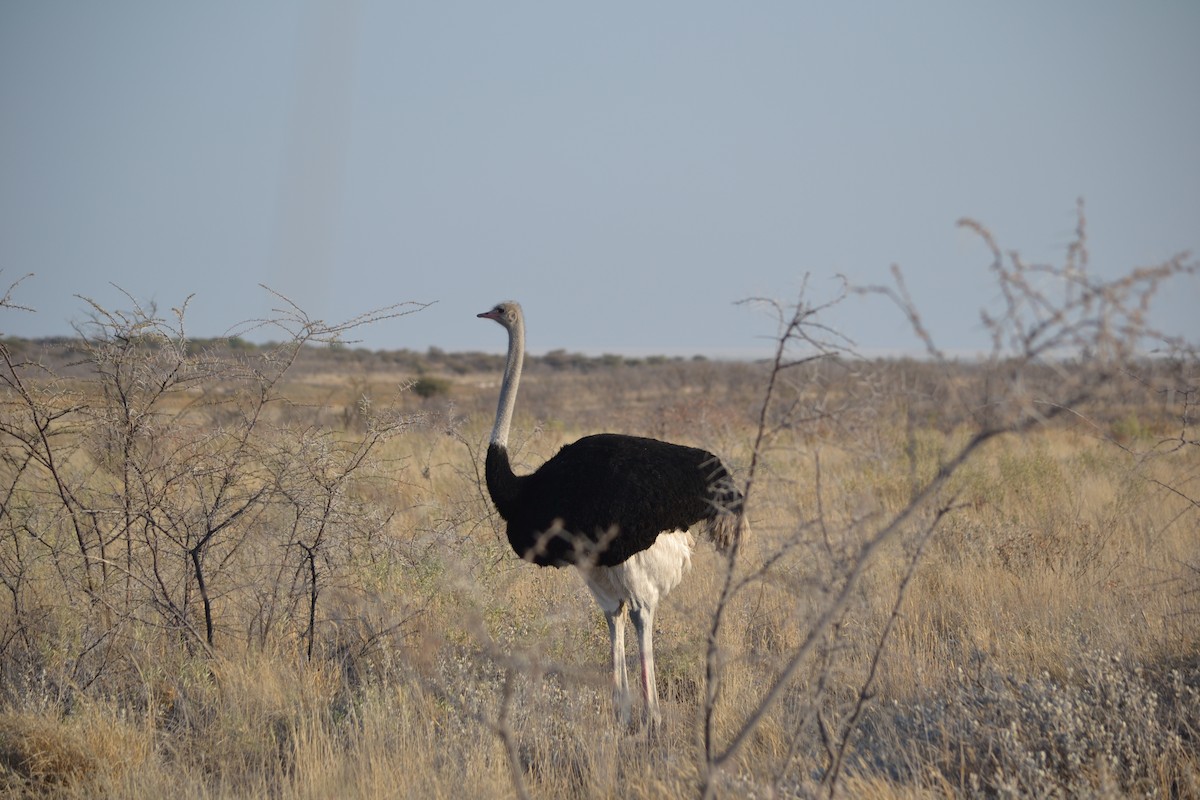 Common Ostrich - ML633489702