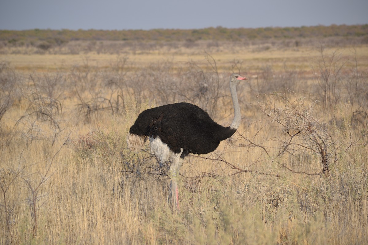 Common Ostrich - ML633489712