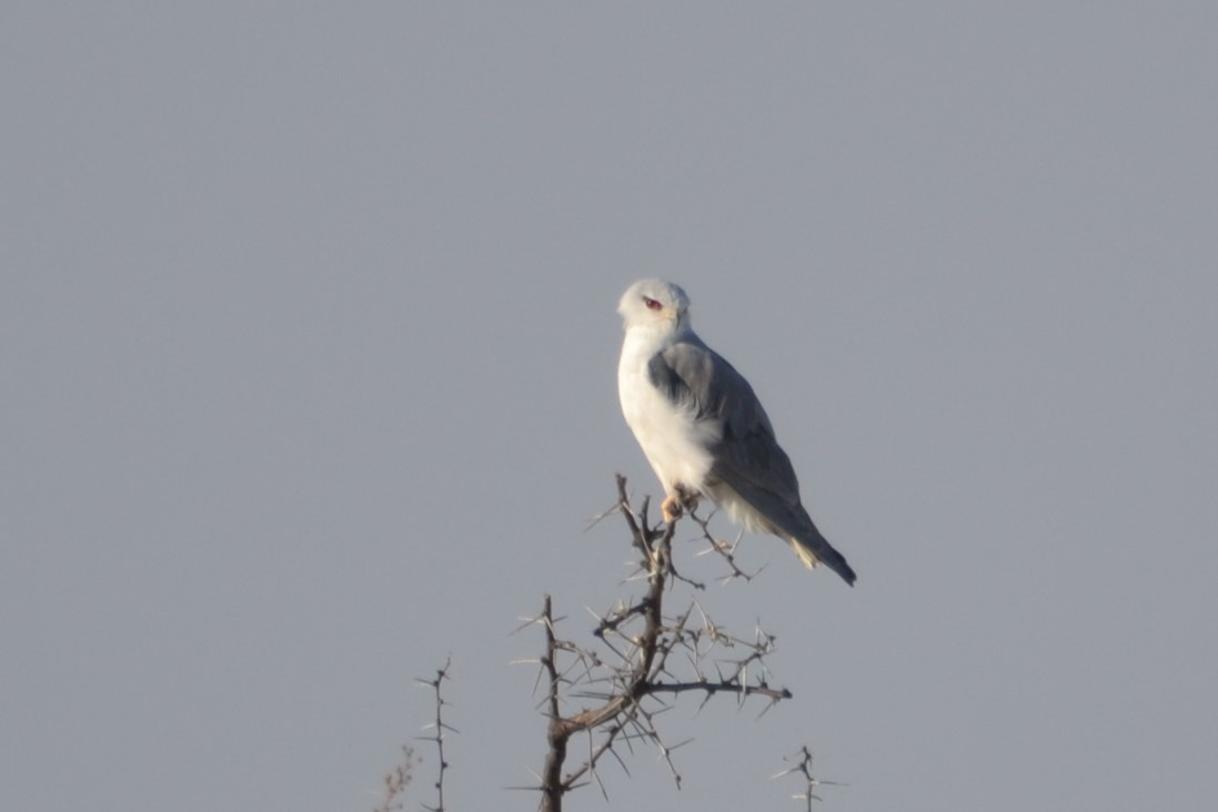 Black-winged Kite - ML633489719