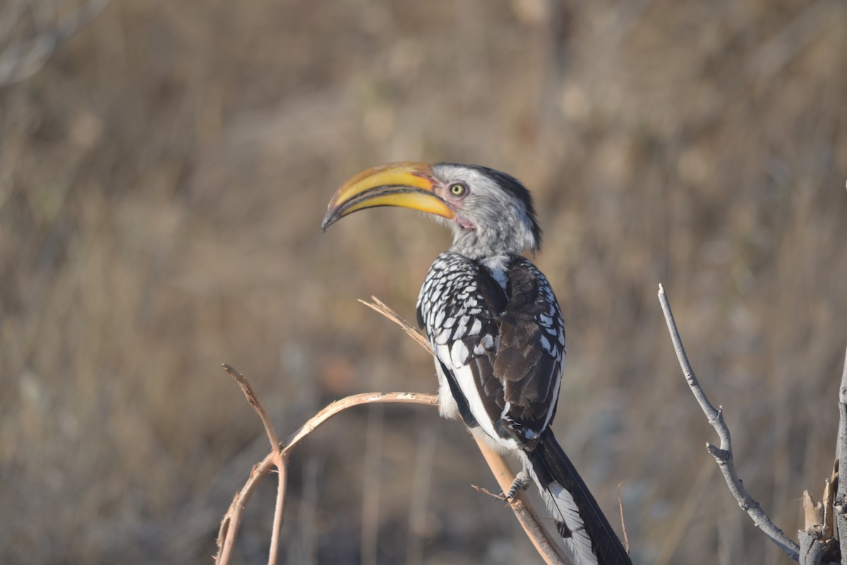 Southern Yellow-billed Hornbill - ML633489741