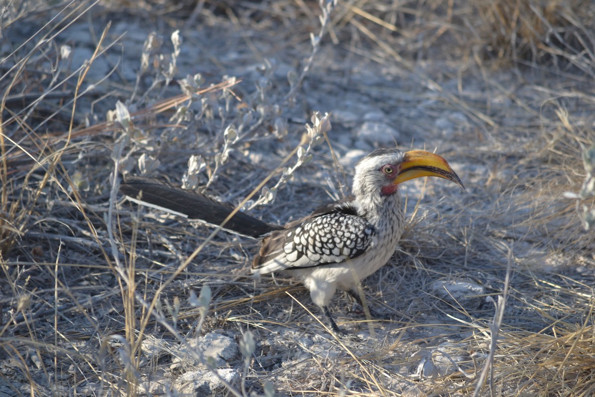 Southern Yellow-billed Hornbill - ML633489742
