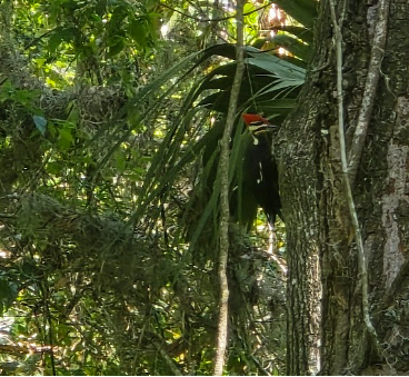 Pileated Woodpecker - ML633489850