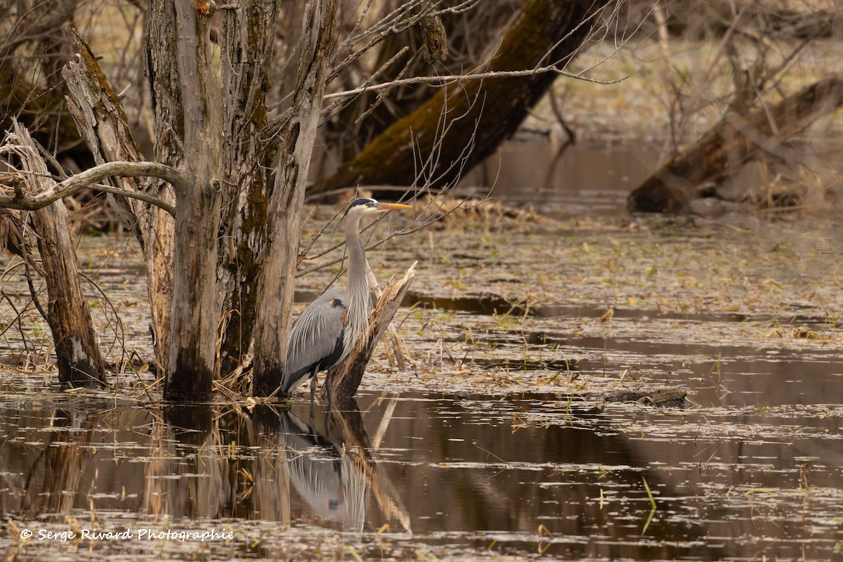 Great Blue Heron - Serge Rivard