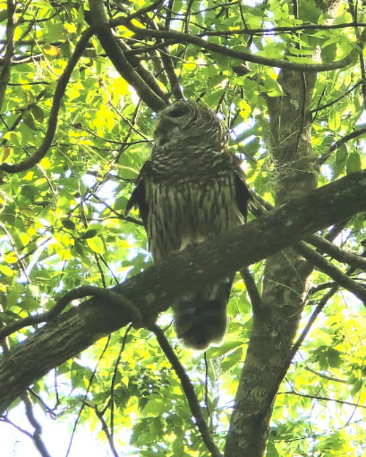 Barred Owl - ML633489944