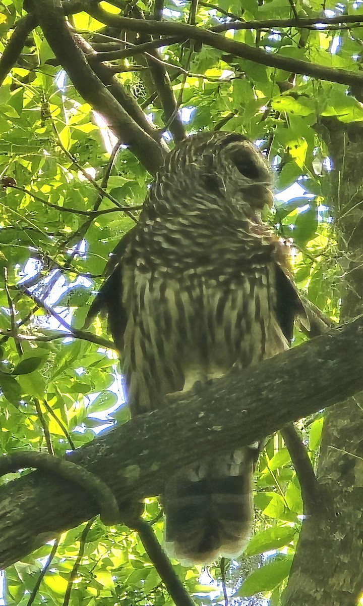 Barred Owl - ML633489945