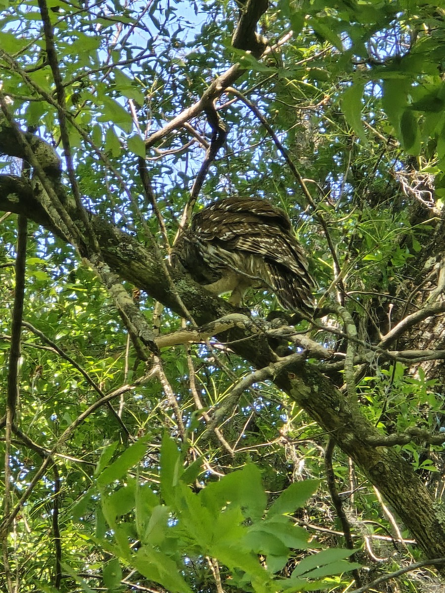 Barred Owl - ML633489946
