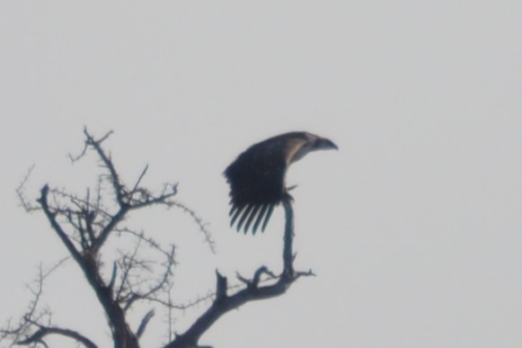 White-backed Vulture - ML633489963