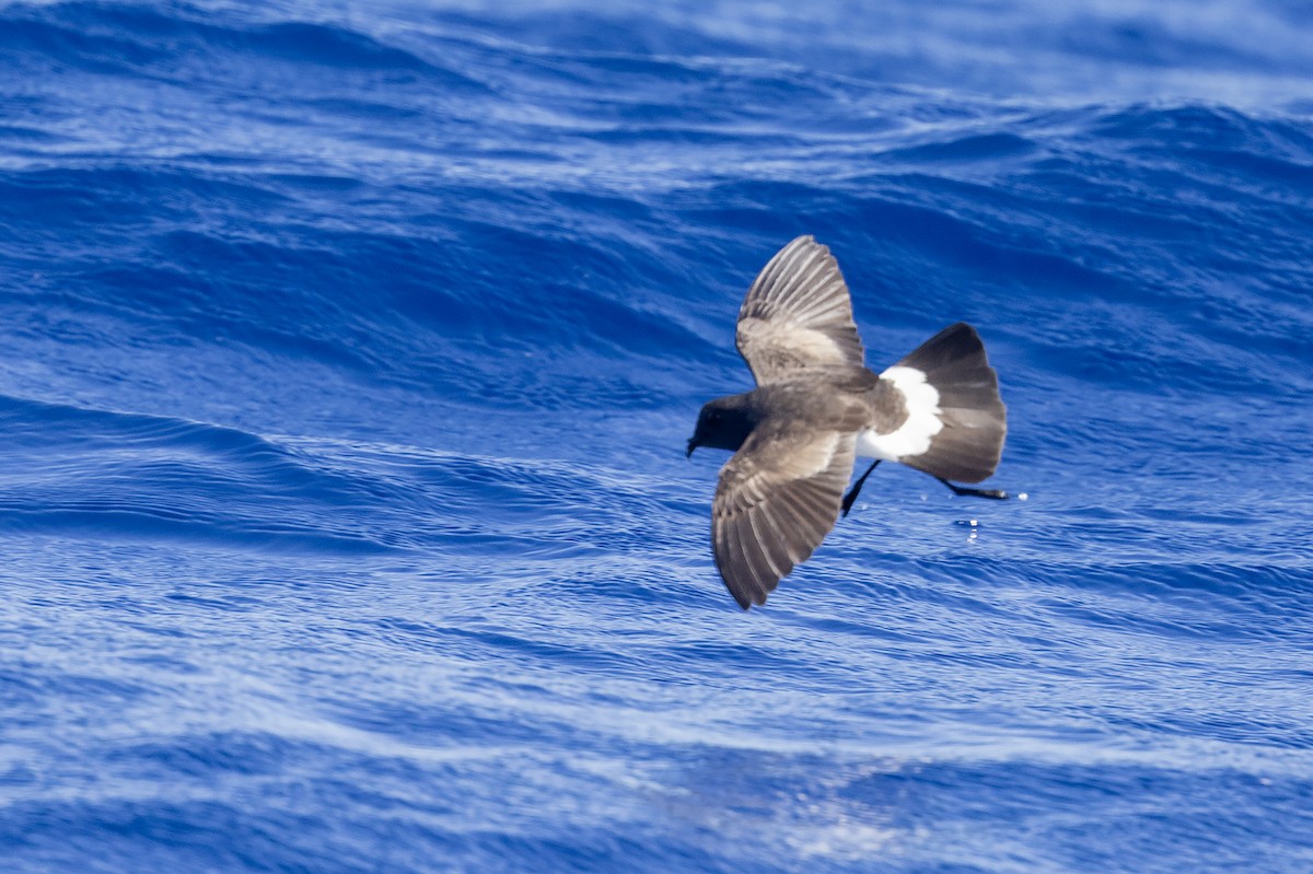 Black-bellied Storm-Petrel - ML633489964