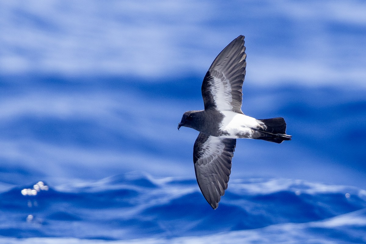Black-bellied Storm-Petrel - ML633489975