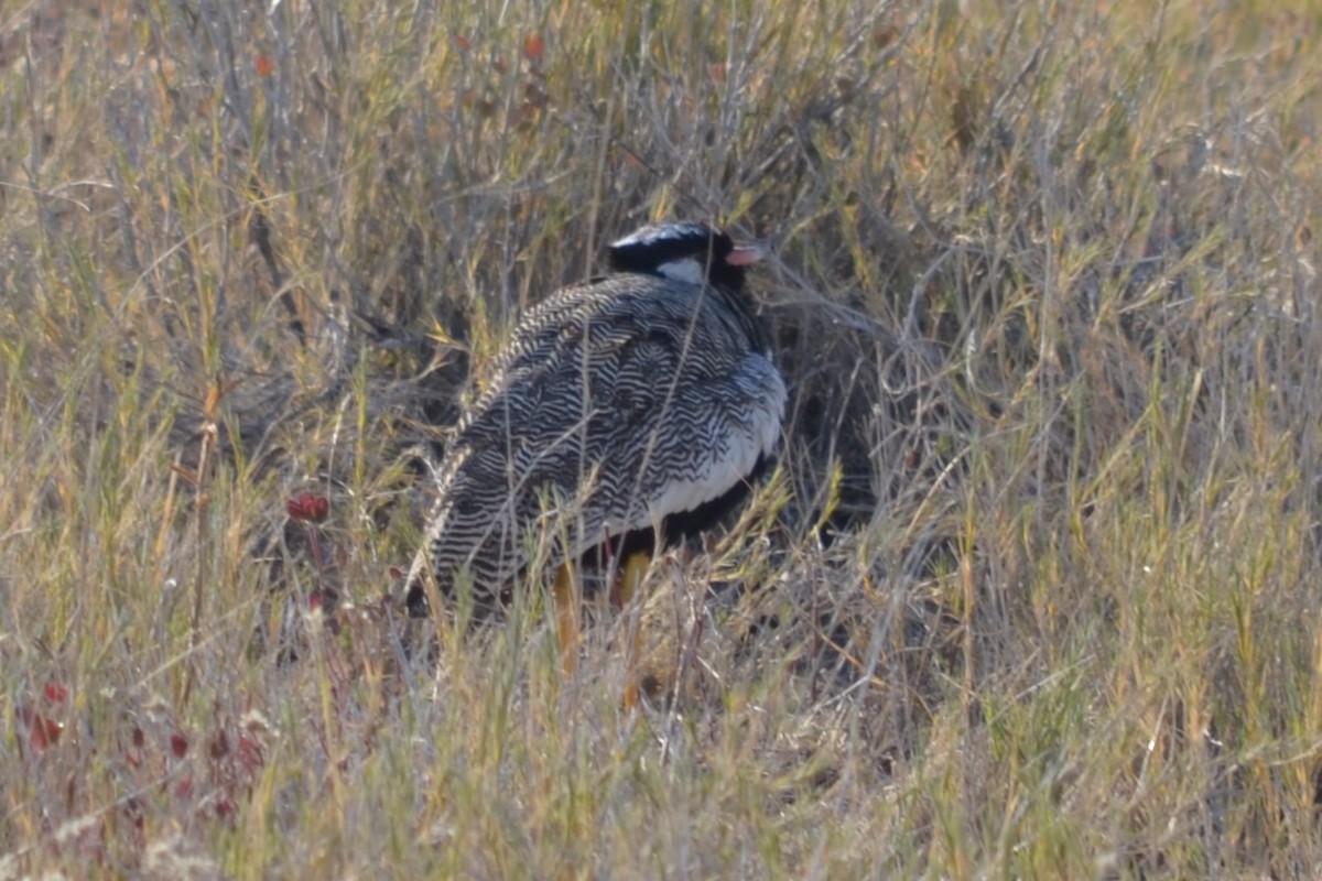 White-quilled Bustard - ML633489990